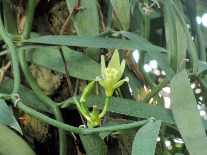 2013年12月07日斑入りバニラ「Vanilla. planifolia 'Variegata'」