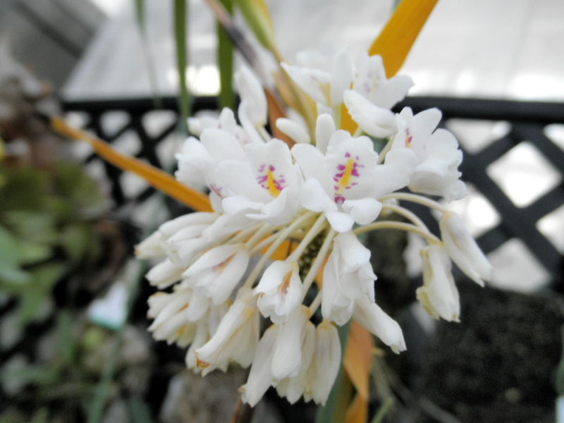 2013年12月07日ネオベンタミア「Neobenthamia. gracilis」