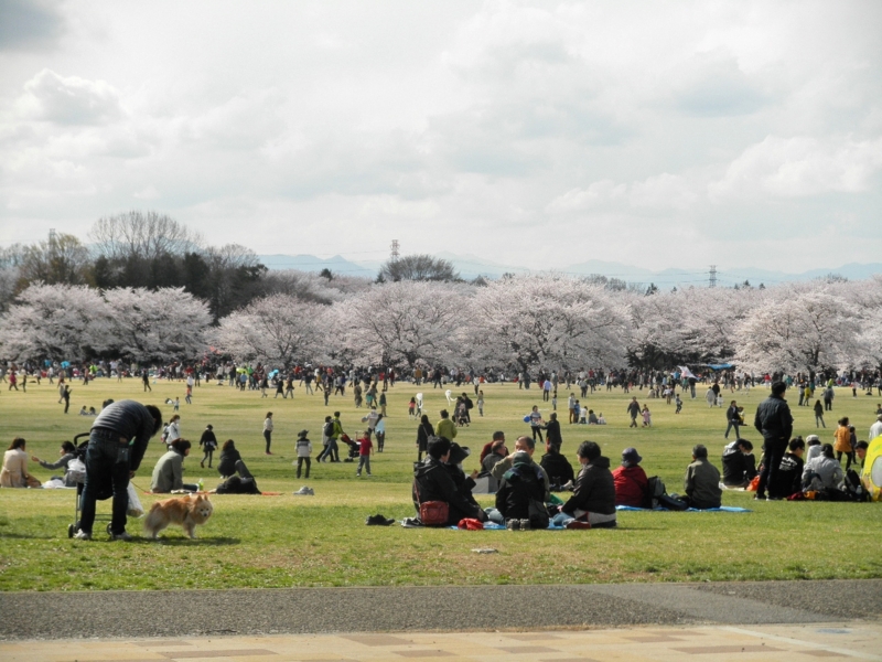 2014/04/05/サクラ３