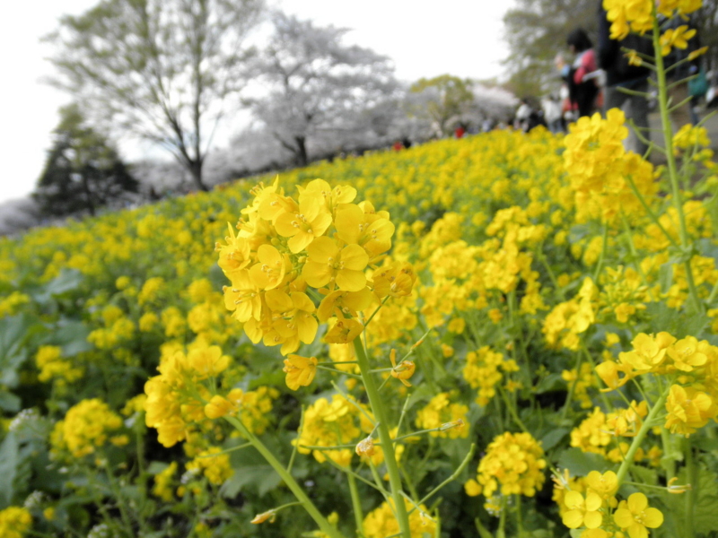 2014/04/05/ナノハナ