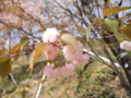 2014/04/12/サクラ「木の花桜」