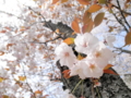 2014/04/12/サクラ「佐野桜」