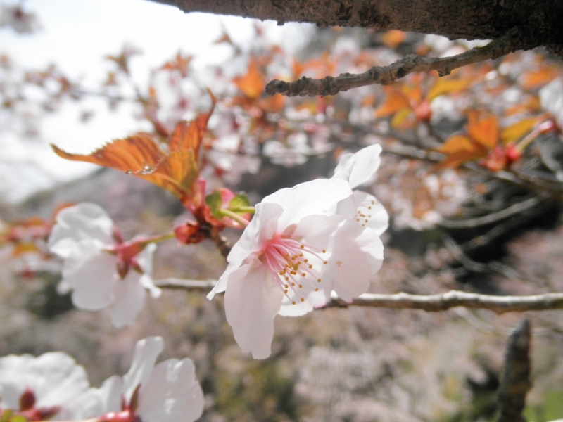 2014/04/12/サクラ「飴玉桜」