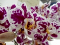 ファレノプシス「Phal. Liu's Cranberry Sweeties ‘Caroline’」