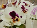 ファレノプシス「Paph. Jincheng Lover × Fuller's Purple Queen ‘Grace’」