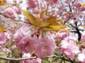 2015/04/18/サクラ「関山」