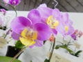 ファレノプシス「Phal. OX Yellow Lip ‘Arakaki’」