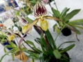 パフィオペディラム「Paph. philippinense ‘Flat River’」