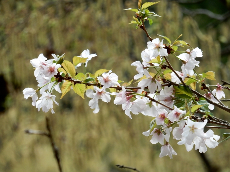 2016/04/09/サクラ「冬桜」or「大花豆桜」？