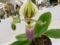 パフィオペディラム「Paph. chamberlainianum‘Takashi’」