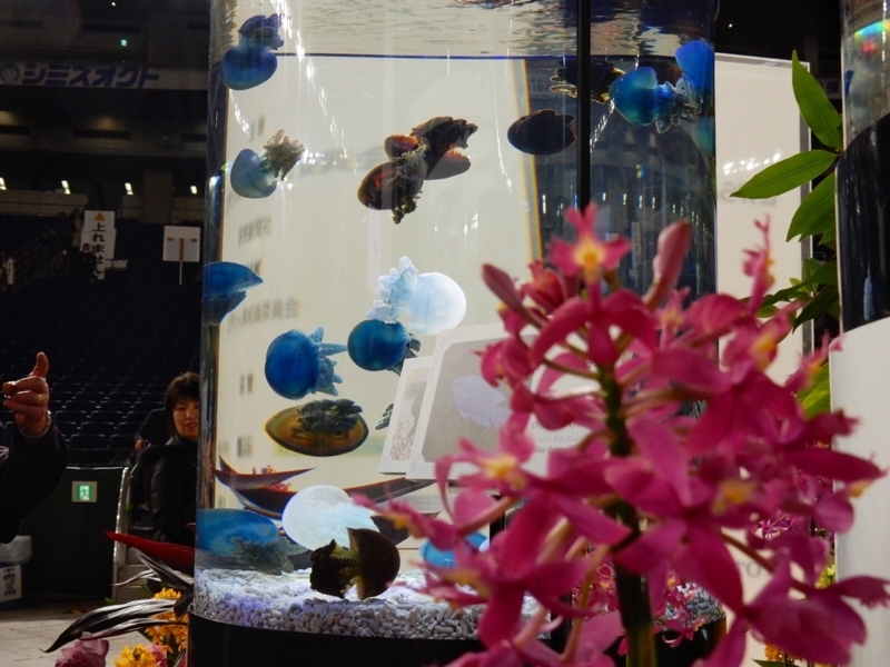 f:id:Nakano_Hitsuji:20180219150732j:plain