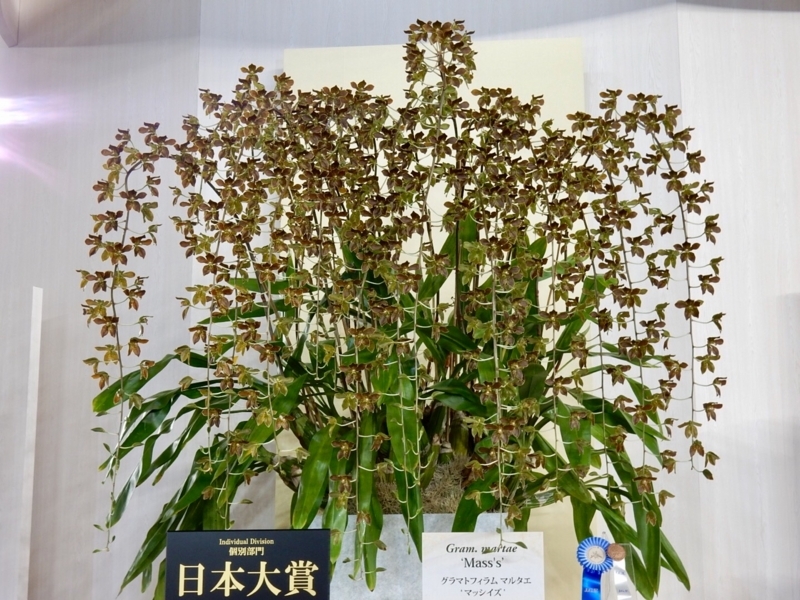 f:id:Nakano_Hitsuji:20180219150923j:plain