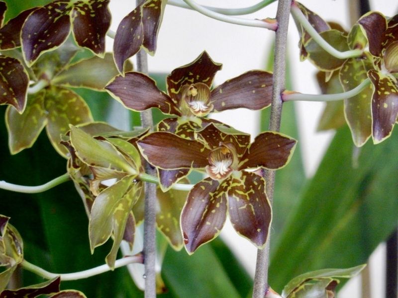 f:id:Nakano_Hitsuji:20180219150931j:plain