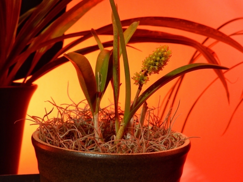 f:id:Nakano_Hitsuji:20180219151549j:plain