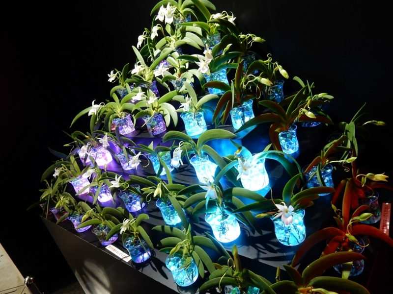 f:id:Nakano_Hitsuji:20180219151730j:plain