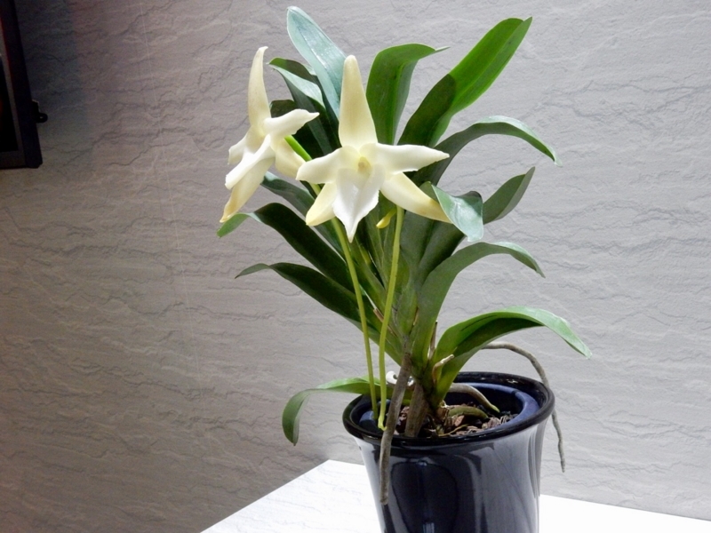 f:id:Nakano_Hitsuji:20180219151807j:plain