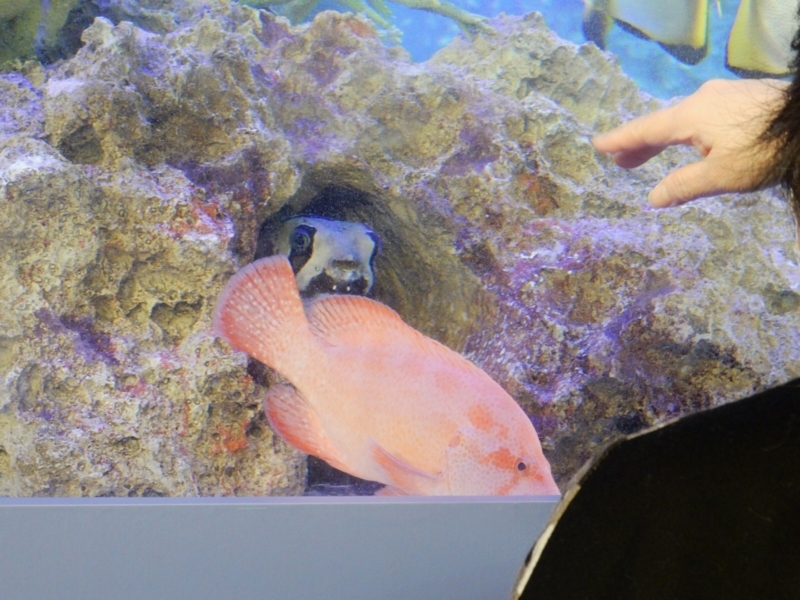 f:id:Nakano_Hitsuji:20180219151921j:plain