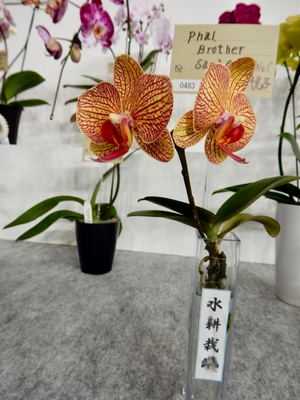 f:id:Nakano_Hitsuji:20180219152408j:plain