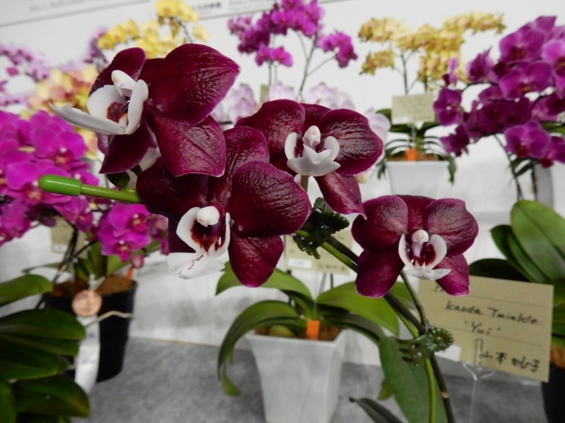 f:id:Nakano_Hitsuji:20180219152538j:plain