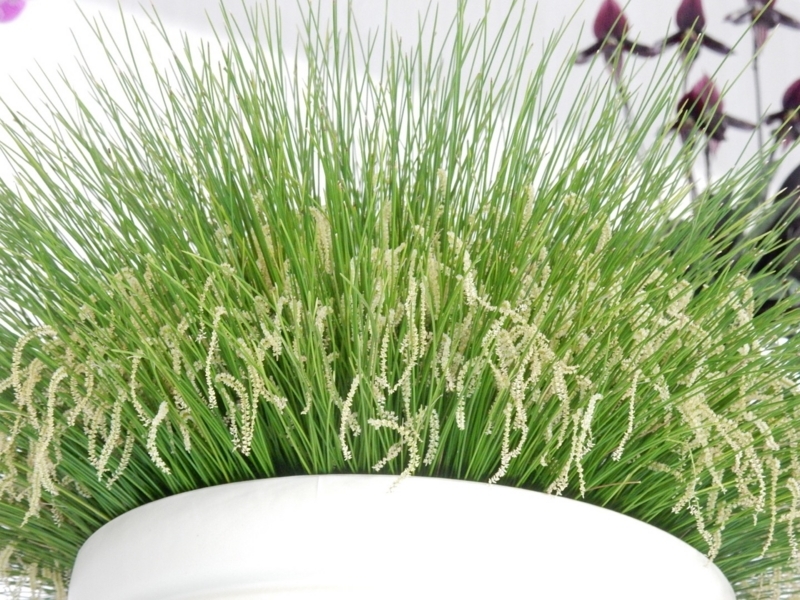 f:id:Nakano_Hitsuji:20180219152819j:plain