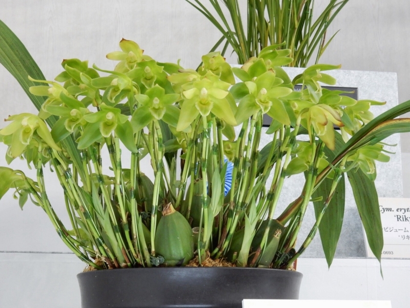 f:id:Nakano_Hitsuji:20180219152955j:plain