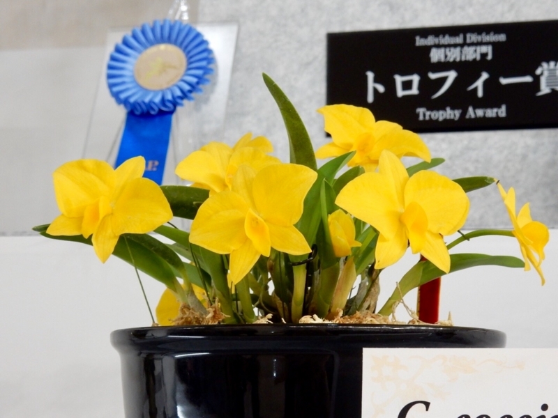 f:id:Nakano_Hitsuji:20180219153046j:plain