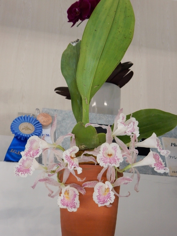 f:id:Nakano_Hitsuji:20180219153158j:plain