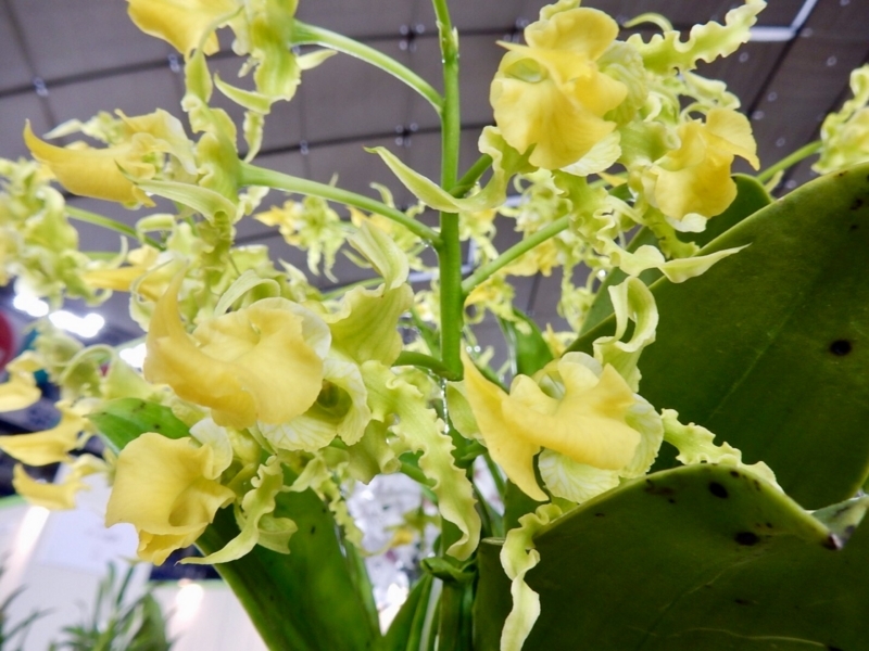 f:id:Nakano_Hitsuji:20180219153508j:plain