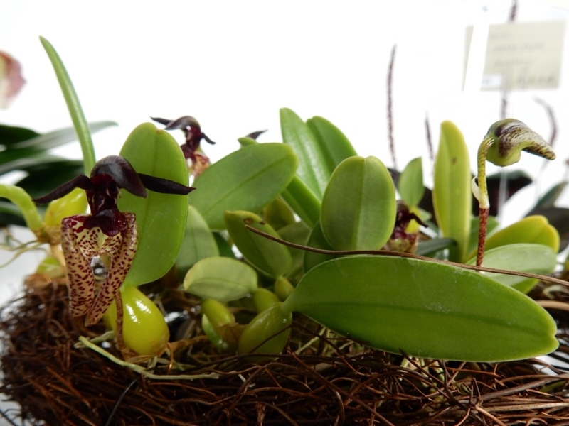 f:id:Nakano_Hitsuji:20180219154122j:plain