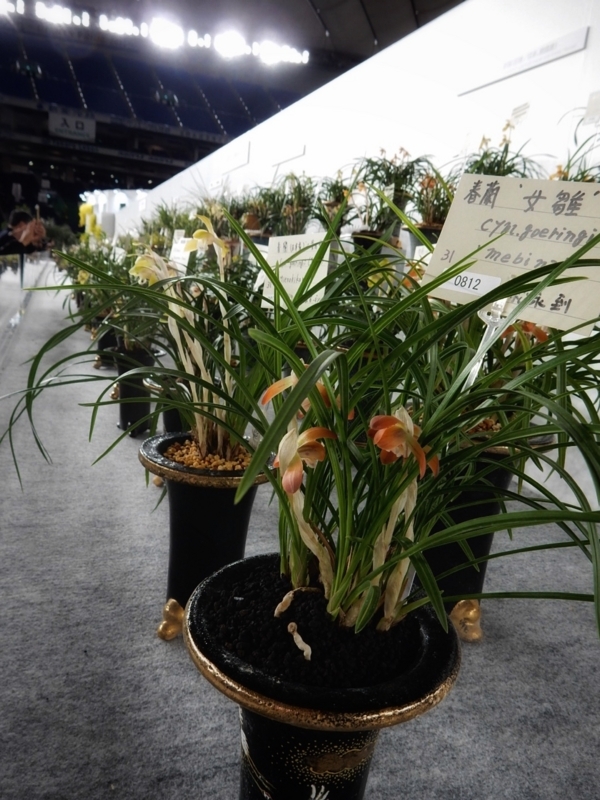 f:id:Nakano_Hitsuji:20180219154553j:plain