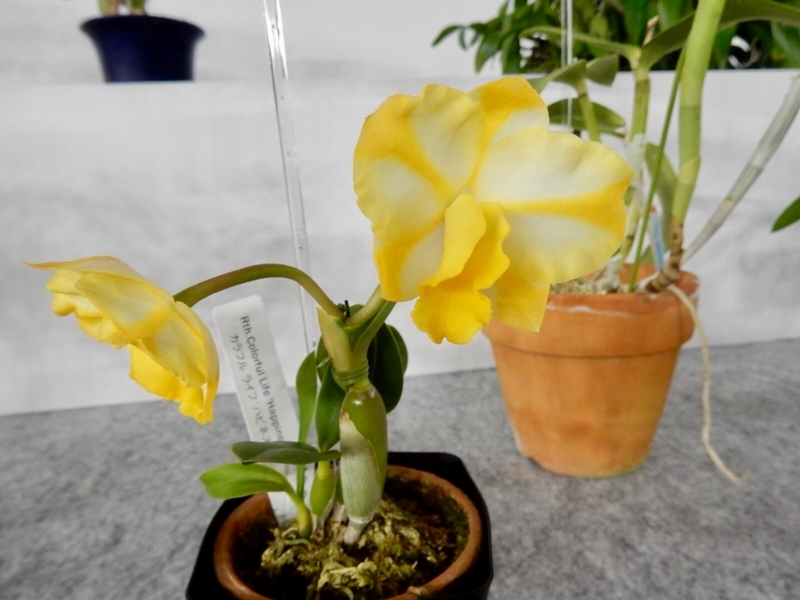 f:id:Nakano_Hitsuji:20180219155007j:plain