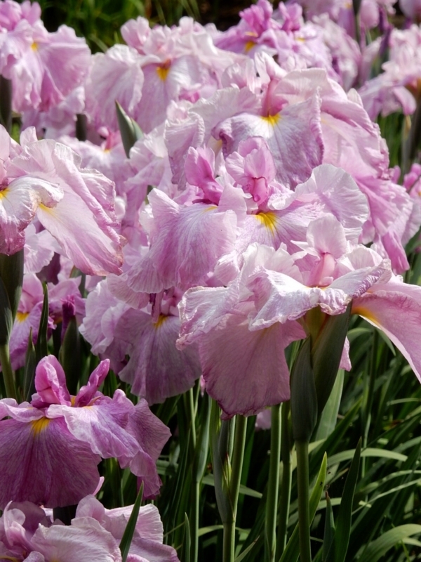 f:id:Nakano_Hitsuji:20180608151946j:plain