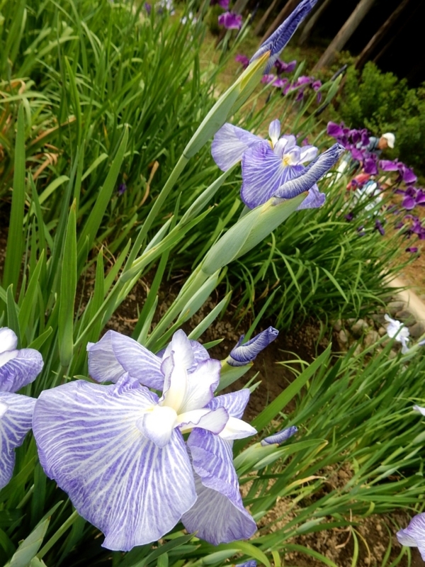 f:id:Nakano_Hitsuji:20180608152844j:plain