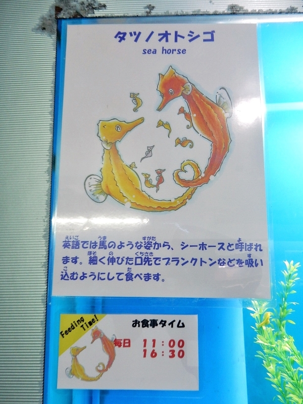 2018/09/07/タツノオトシゴ２