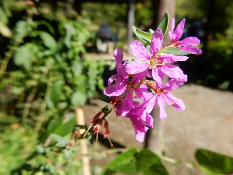 f:id:Nakano_Hitsuji:20180928134207j:plain f:id:Nakano_Hitsuji:20180928134207j:plain