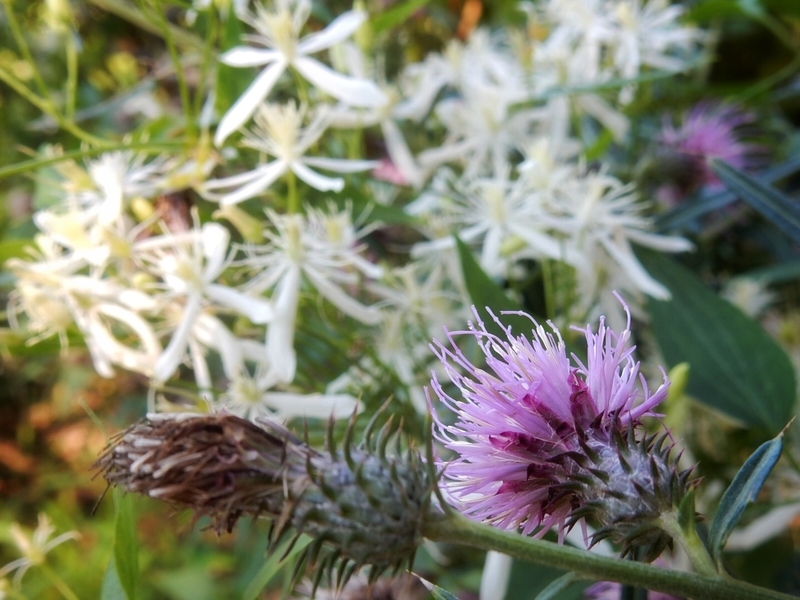 f:id:Nakano_Hitsuji:20180928134708j:plain f:id:Nakano_Hitsuji:20180928134708j:plain