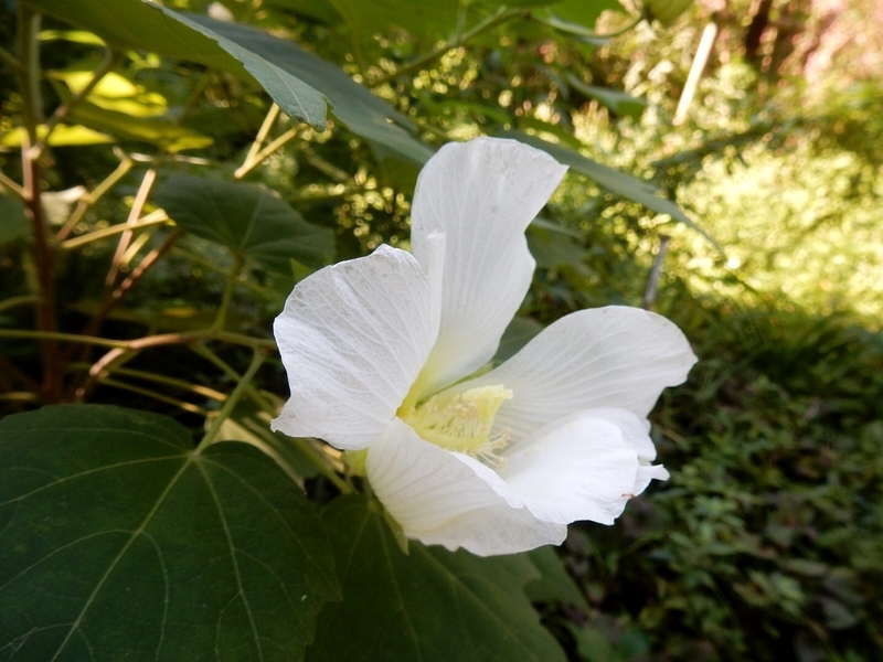 f:id:Nakano_Hitsuji:20180928134725j:plain f:id:Nakano_Hitsuji:20180928134725j:plain