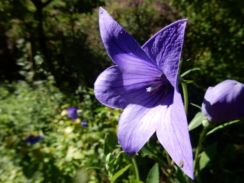 f:id:Nakano_Hitsuji:20180928134741j:plain f:id:Nakano_Hitsuji:20180928134741j:plain