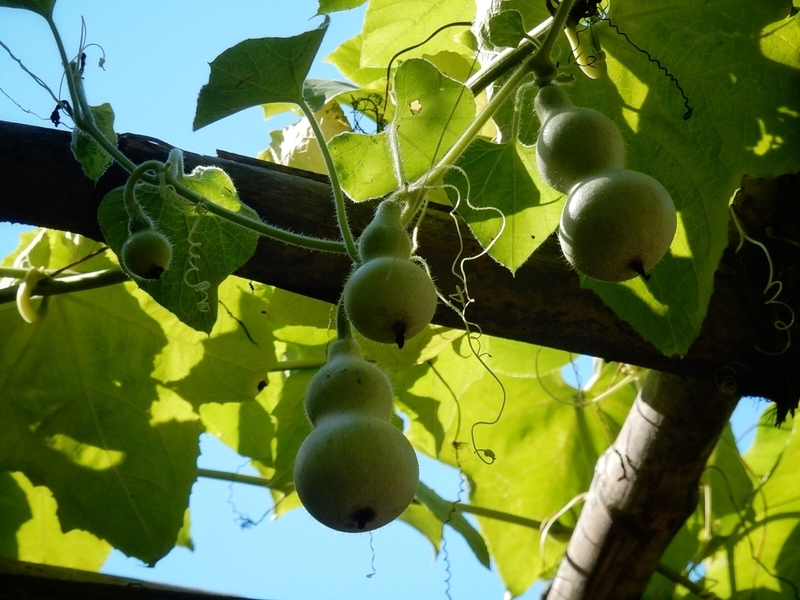 f:id:Nakano_Hitsuji:20180928135405j:plain f:id:Nakano_Hitsuji:20180928135405j:plain