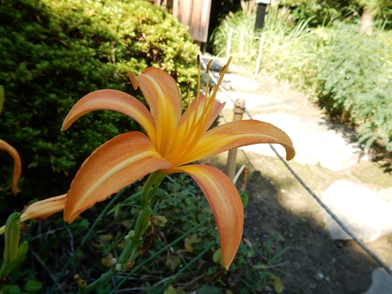 f:id:Nakano_Hitsuji:20180928135601j:plain f:id:Nakano_Hitsuji:20180928135601j:plain