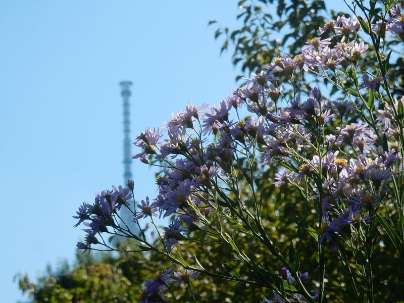 f:id:Nakano_Hitsuji:20180928140941j:plain f:id:Nakano_Hitsuji:20180928140941j:plain