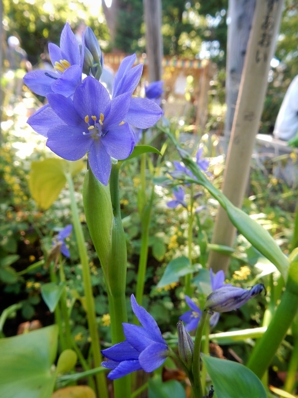 f:id:Nakano_Hitsuji:20180928141154j:plain f:id:Nakano_Hitsuji:20180928141154j:plain