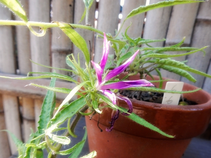 f:id:Nakano_Hitsuji:20180928141429j:plain f:id:Nakano_Hitsuji:20180928141429j:plain