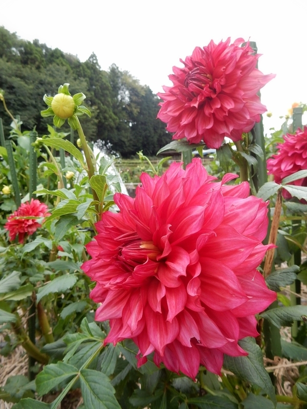 f:id:Nakano_Hitsuji:20181003142600j:plain