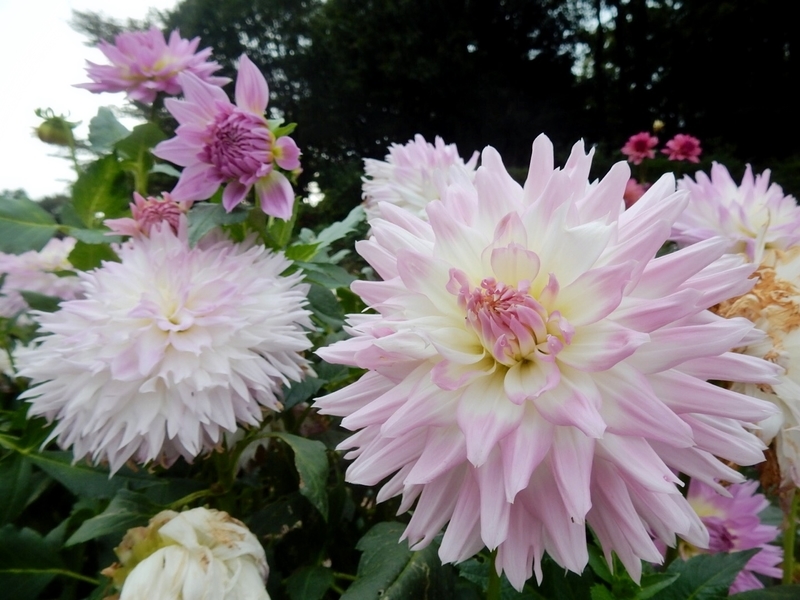 f:id:Nakano_Hitsuji:20181003142624j:plain