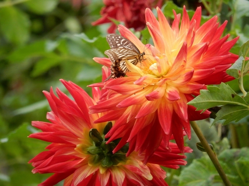 f:id:Nakano_Hitsuji:20181003142809j:plain