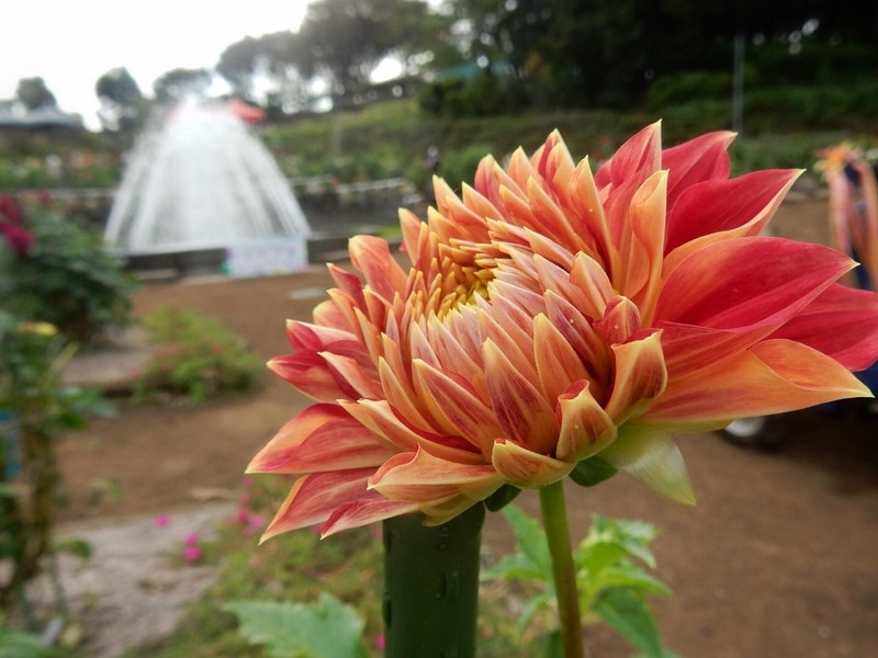 f:id:Nakano_Hitsuji:20181003142953j:plain