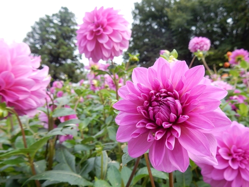 f:id:Nakano_Hitsuji:20181003143059j:plain