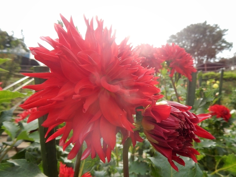 f:id:Nakano_Hitsuji:20181003143403j:plain