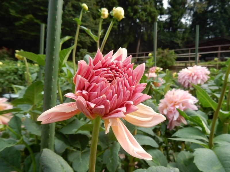 f:id:Nakano_Hitsuji:20181003143505j:plain